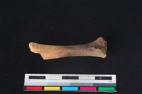 豬骨藏品圖，第2張