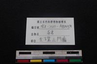 豬骨藏品圖，第3張