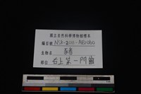 豬骨藏品圖，第3張