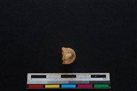 豬骨藏品圖，第1張