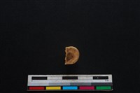 豬骨藏品圖，第2張