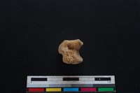 豬骨藏品圖，第2張