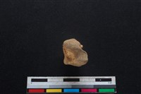 豬骨藏品圖，第3張