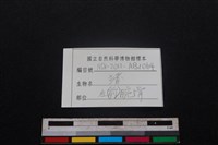 豬骨藏品圖，第5張