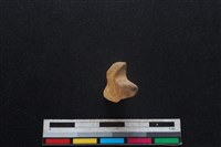 豬骨藏品圖，第1張