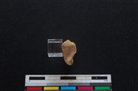 豬骨藏品圖，第2張