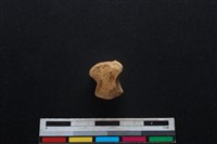 豬骨藏品圖，第3張