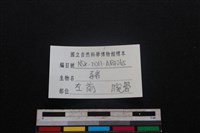豬骨藏品圖，第5張