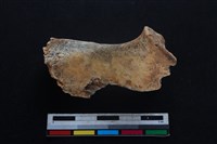 豬骨藏品圖，第1張