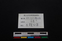 豬骨藏品圖，第3張