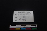 豬骨藏品圖，第3張