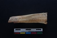 豬骨藏品圖，第1張