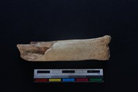 豬骨藏品圖，第2張