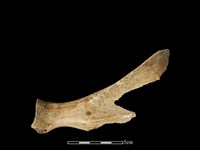 豬骨藏品圖，第2張