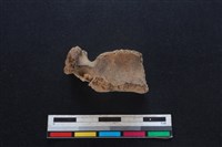 豬骨藏品圖，第1張