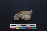 豬骨藏品圖，第2張