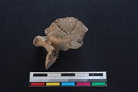 豬骨藏品圖，第3張