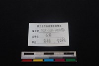 豬骨藏品圖，第4張