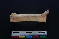 豬骨藏品圖，第1張