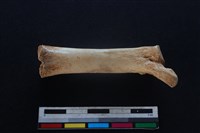 豬骨藏品圖，第2張