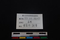 豬骨藏品圖，第3張