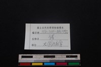 豬骨藏品圖，第3張