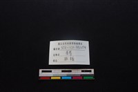 豬骨藏品圖，第4張
