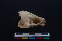 豬骨藏品圖，第1張