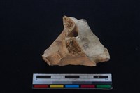 豬骨藏品圖，第2張