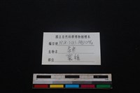 豬骨藏品圖，第3張