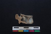 豬骨藏品圖，第1張