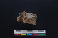 豬骨藏品圖，第2張