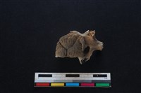 豬骨藏品圖，第3張