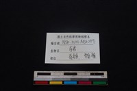 豬骨藏品圖，第4張