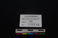豬骨藏品圖，第3張