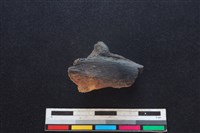 豬骨藏品圖，第1張