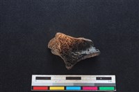 豬骨藏品圖，第2張