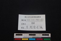 豬骨藏品圖，第3張