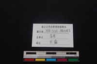 豬骨藏品圖，第3張