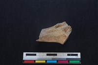 豬骨藏品圖，第2張