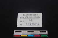 豬骨藏品圖，第3張