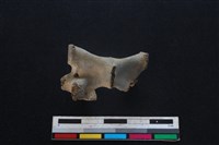 豬骨藏品圖，第2張