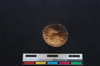 豬骨藏品圖，第2張