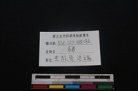 豬骨藏品圖，第3張