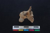 豬骨藏品圖，第1張