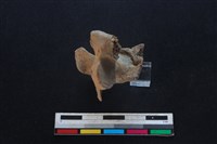 豬骨藏品圖，第2張