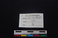 豬骨藏品圖，第3張