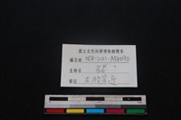豬骨藏品圖，第3張