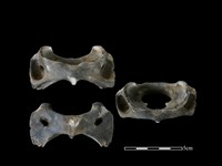 豬骨藏品圖，第1張