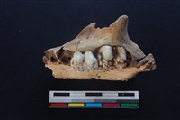 豬骨藏品圖，第1張